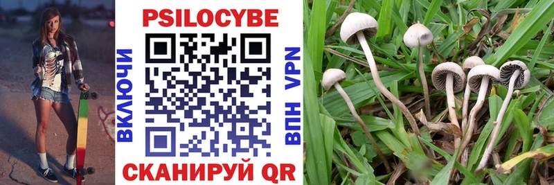 Псилоцибиновые грибы Psilocybe  кракен ссылки  Рубцовск 